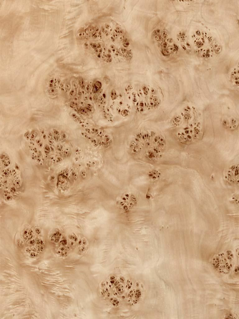 Mappa Burl